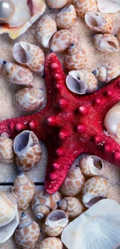 Red starfish and seashells on a sandy background wallpaper.