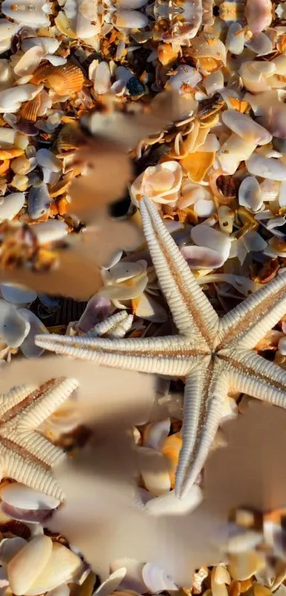 Mobile wallpaper with starfish and seashells on sandy background.