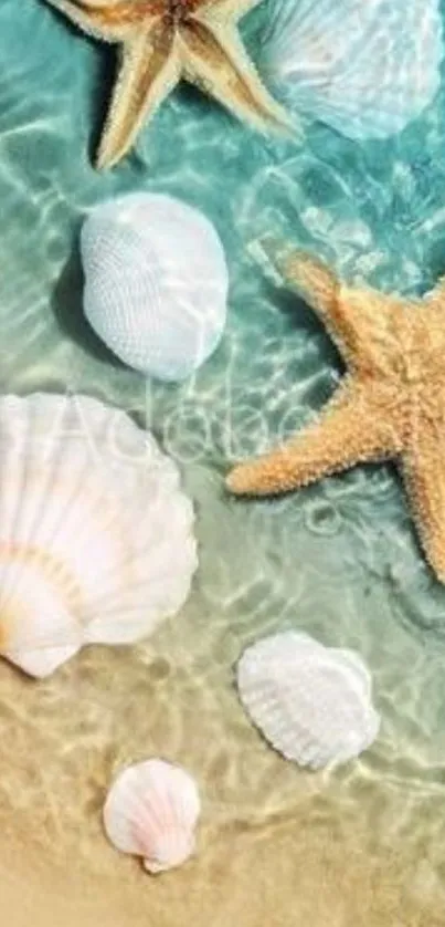 Starfish and seashells on a sandy beach with turquoise water.