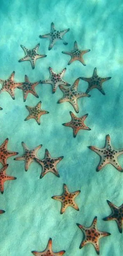 Starfish scattered across turquoise waters, creating a peaceful oceanic scene.