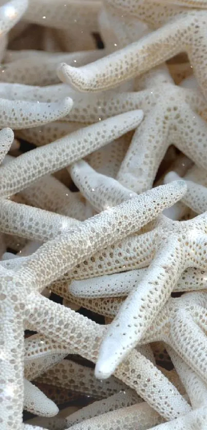 Close-up image of stacked white starfish in a calming beach theme wallpaper.