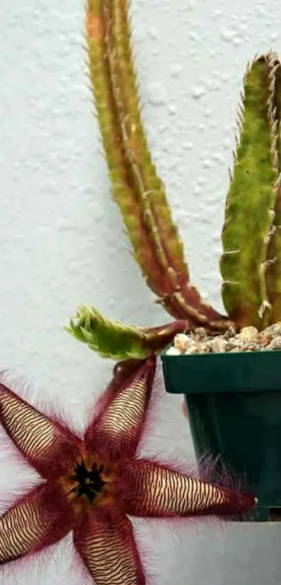 Starfish cactus in green pot against white wall.