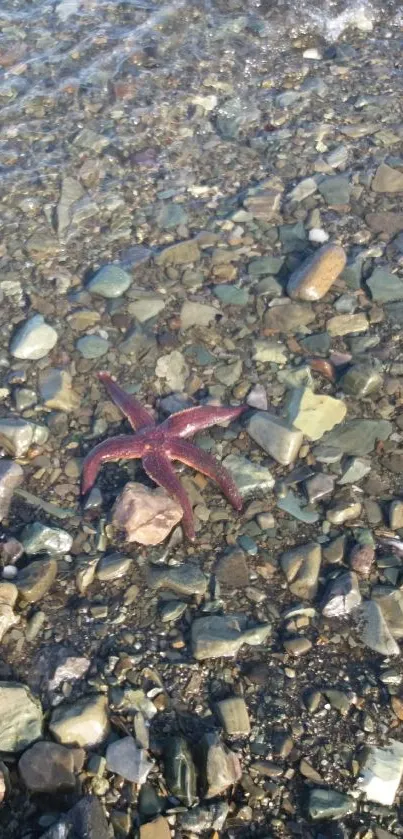 A starfish rests on a rocky shoreline, embraced by shimmering waters.