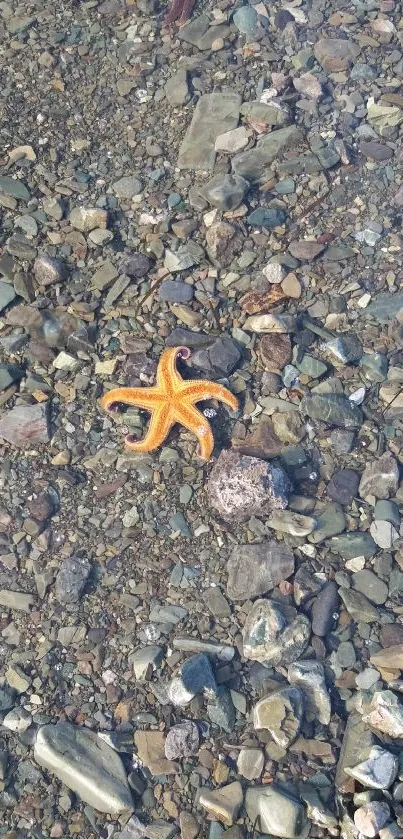 Vibrant starfish resting on a rocky, clear shoreline background.