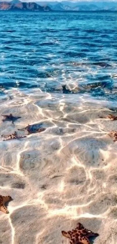 Beautiful beach with starfish and clear turquoise water.