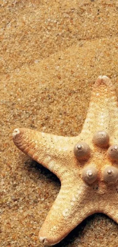 Starfish resting on sandy beach background in soothing tones.