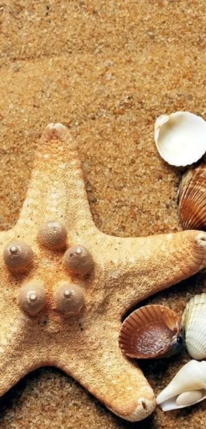 Starfish and seashells on sandy beach wallpaper.