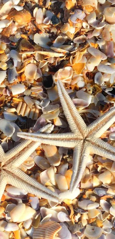 Two starfish on a beach covered with colorful seashells.