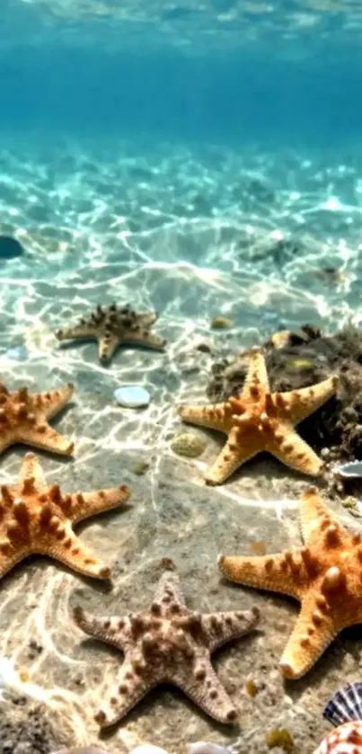 Starfish scattered across sandy ocean floor under clear blue water.
