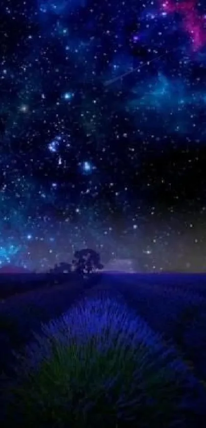 Lavender field under a starry night sky.