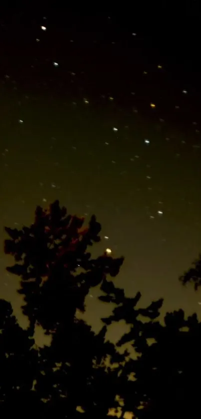 A starlit night sky with dark tree silhouettes against an olive backdrop.