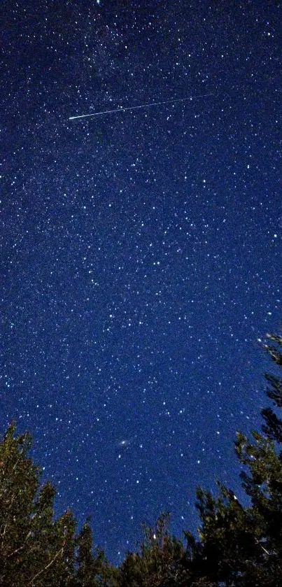 Star-filled night sky with silhouetted trees beneath.