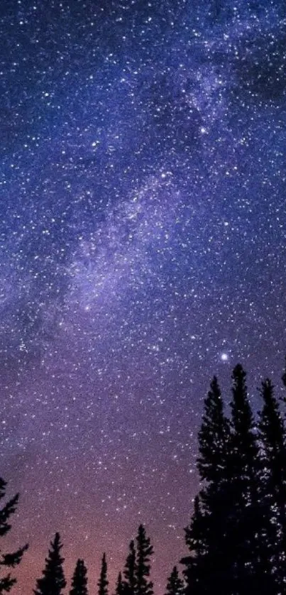 Starlit night sky with pine tree silhouettes.