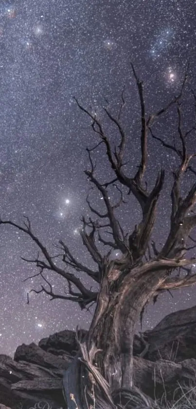 Tree silhouette against a starlit purple night sky.