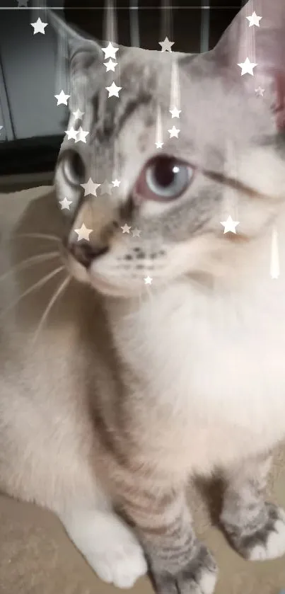 Cute cat with starry effects in a mobile wallpaper.