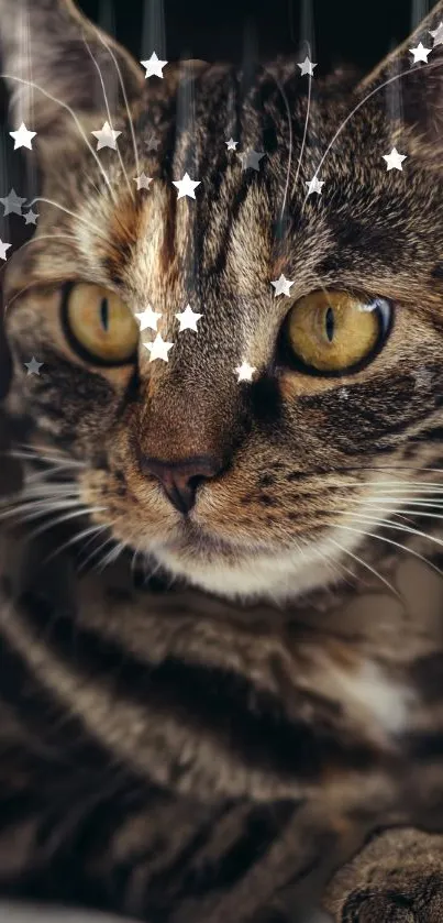 Cat with cosmic stars mobile wallpaper.