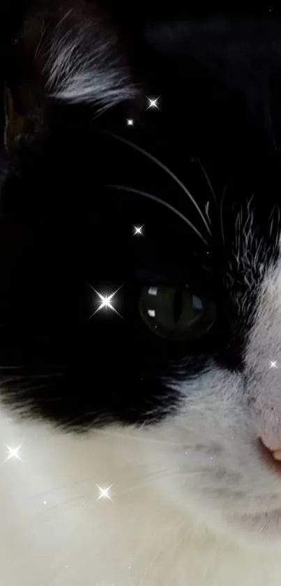 Black and white cat with starry sparkles on wallpaper.