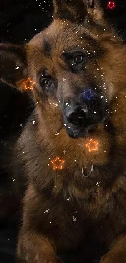 German Shepherd with playful stars on brown fur background.