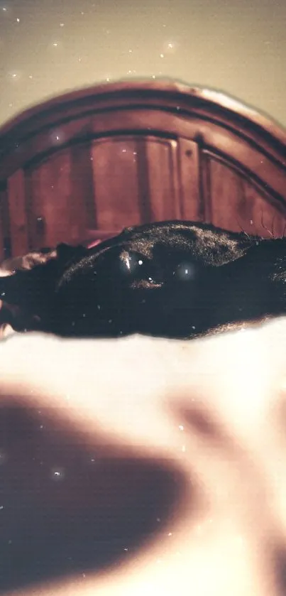 Dog rests under wooden headboard with stars above.