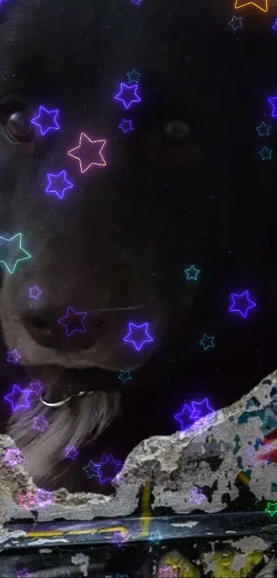 Black dog's face with colorful stars on a wallpaper.