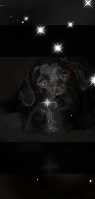 Dog lying under a starry sky, featuring glowing stars.