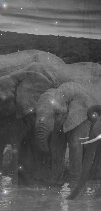 Elephants in a serene night scene with a starry sky backdrop.