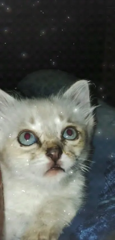 Adorable kitten gazing at night sky filled with stars.