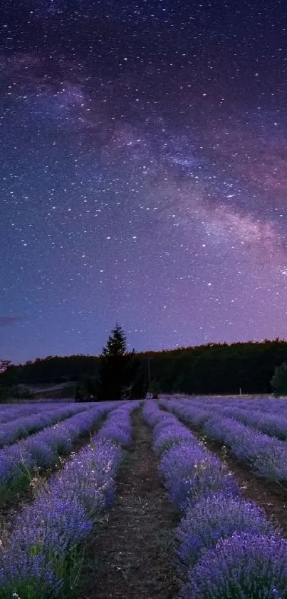 Lavender fields under a starry night sky, capturing nature's serene beauty.