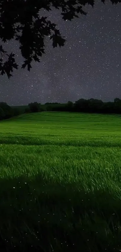 Starry night sky over a green field landscape.