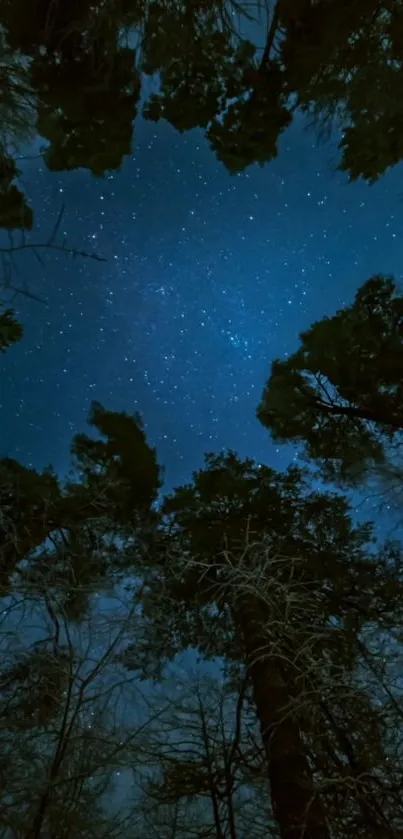 Starry night sky framed by tall trees.