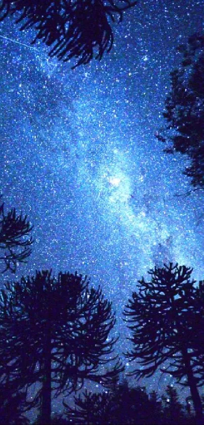 Starry night sky above silhouetted trees.