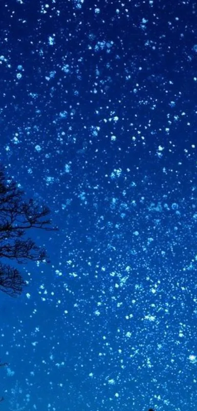 Dark blue night sky with sparkling stars and silhouetted tree.