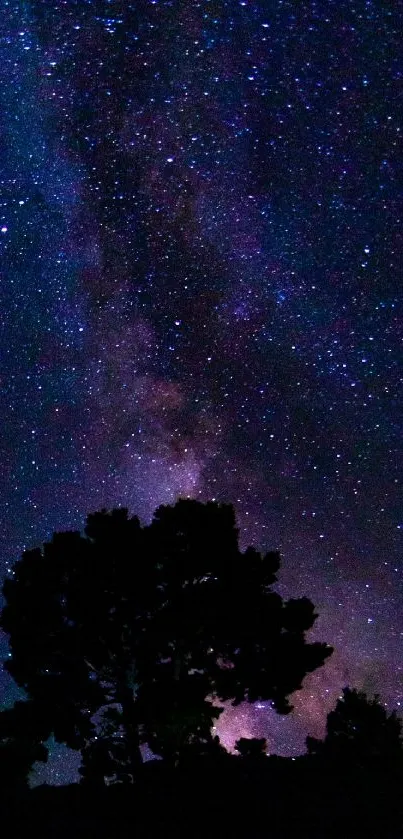 Silhouette of tree against starry night sky.