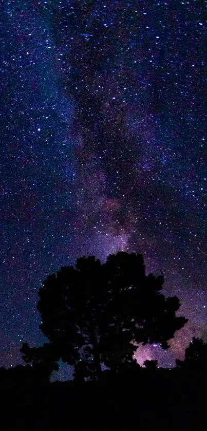 Silhouette of trees under a starry purple night sky.