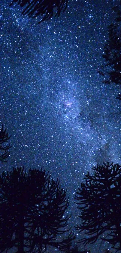 Starry night sky with silhouetted trees and bright stars.