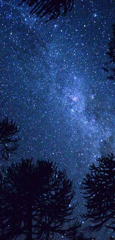 Starry night sky with silhouetted trees.