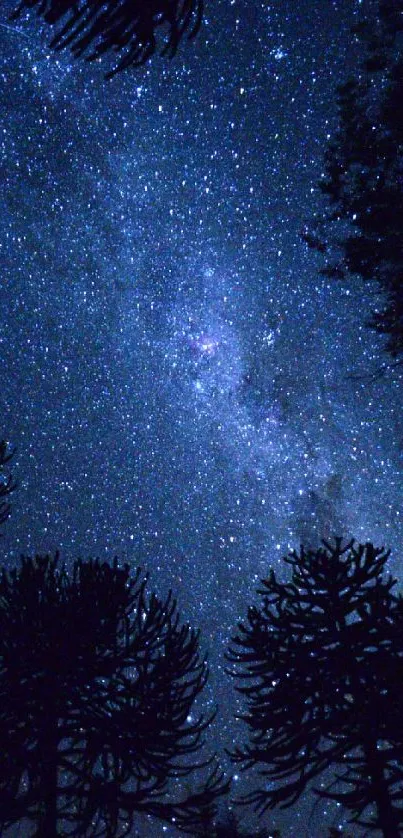 Starry night sky with silhouetted trees.