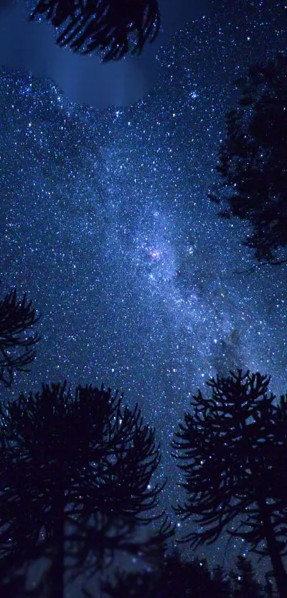 Dark blue starry night sky with silhouetted trees.