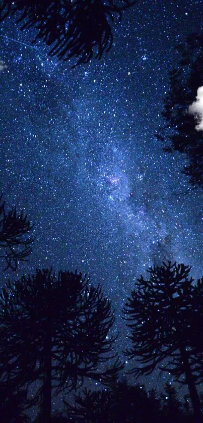 Starry night sky with silhouetted trees.