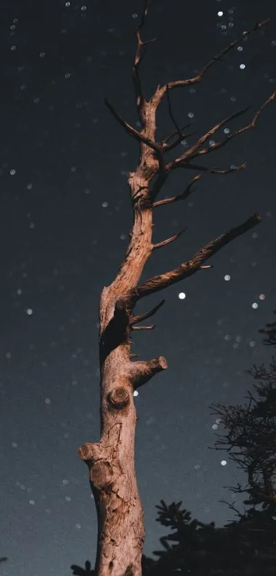 Barren tree against starry night sky in dark blue tones.