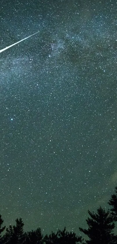 Starry night sky with silhouetted trees.