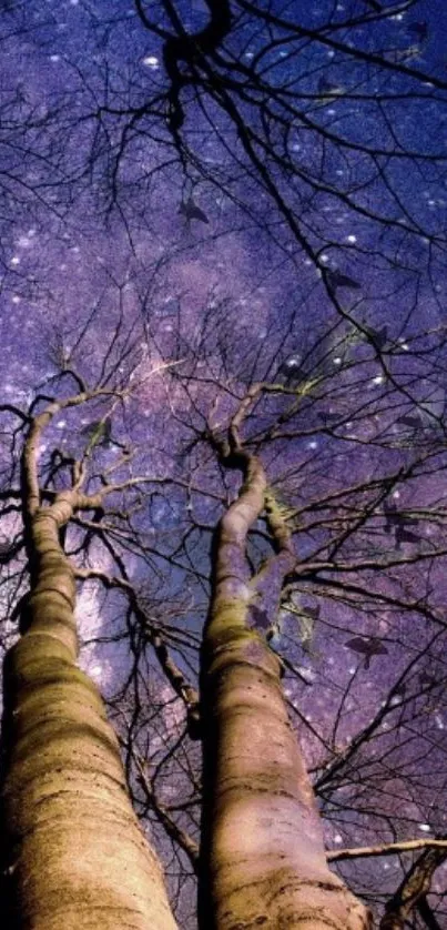 Tall trees under a starry indigo sky, creating a serene night view.