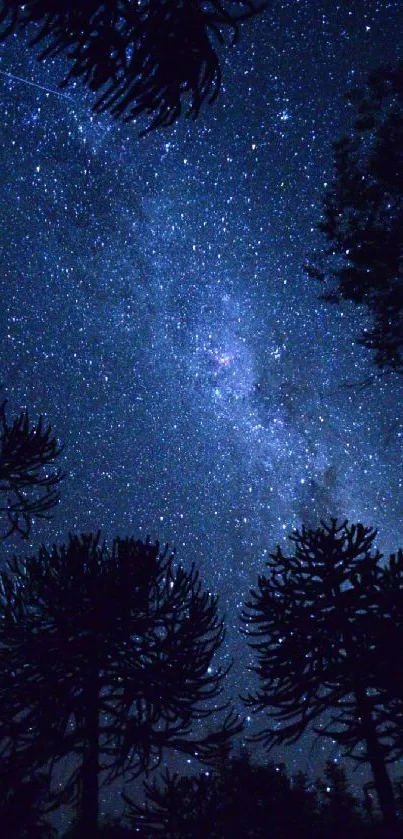 Starry night sky over silhouetted forest trees.