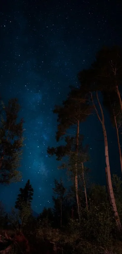 Starry night sky with tall trees wallpaper.