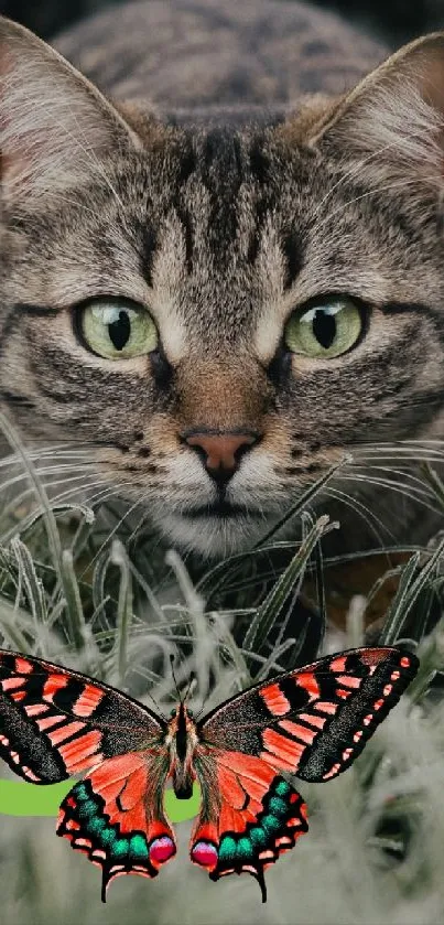 Focused tabby cat stalking a butterfly on frosty grass.