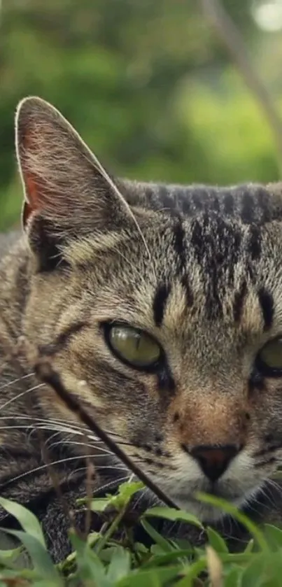 Cat lying in green grass, eyes focused.