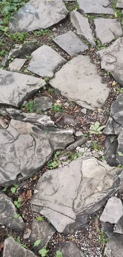 Rustic stone pathway with greenery in nature setting.