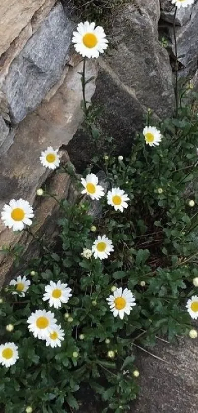 Daisies growing on a rustic stone wall with lush green foliage.