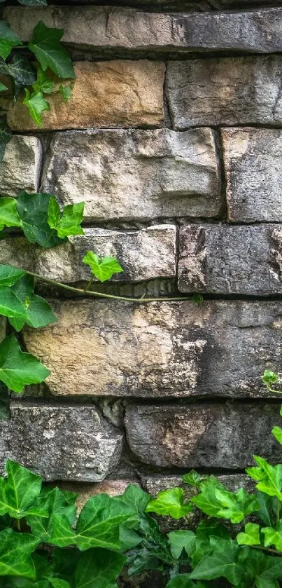 Stone wall with green ivy vines in artistic wallpaper.