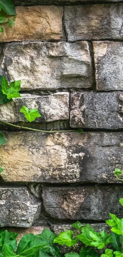 Rustic stone wall with vibrant green vines.